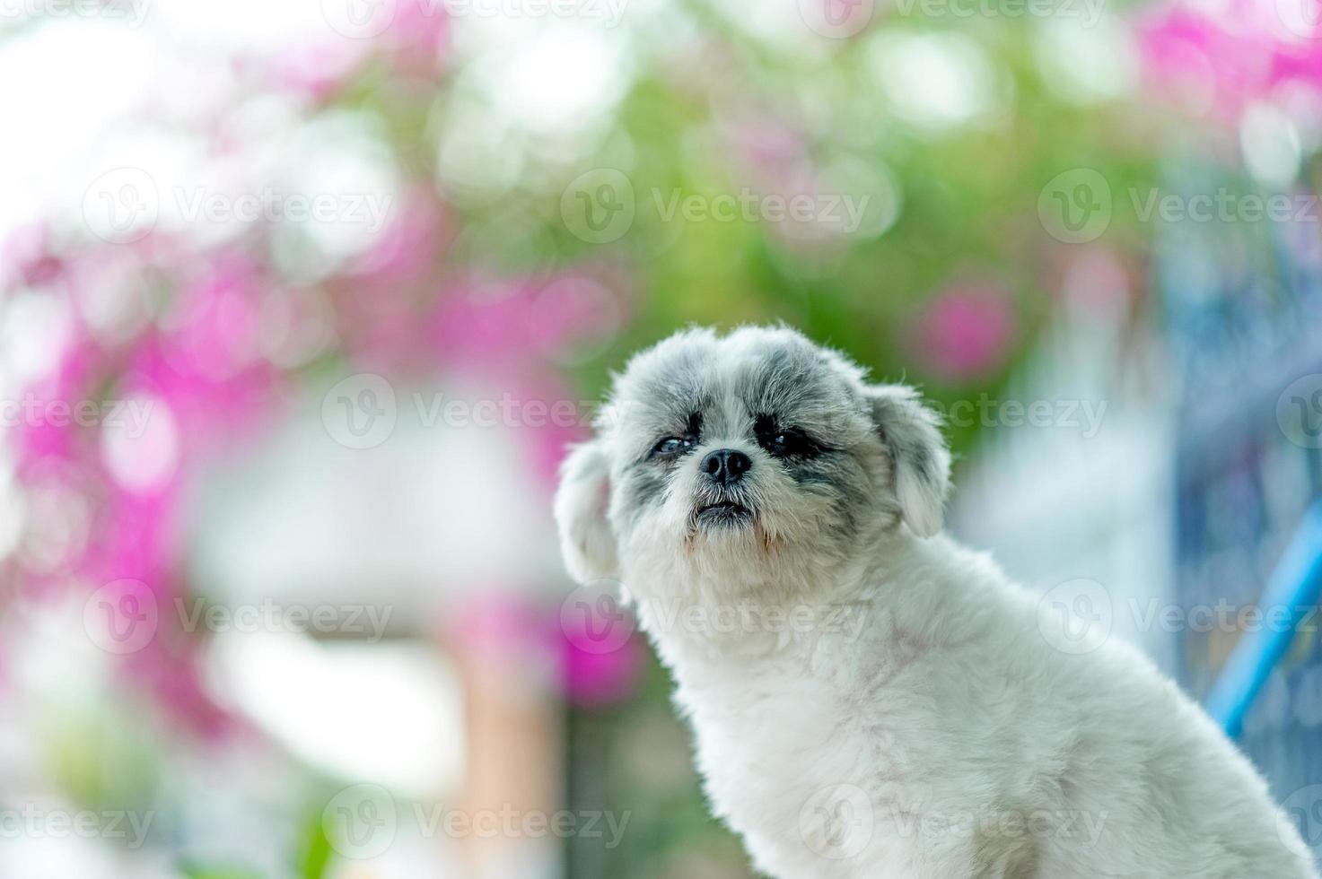 foto di cane bianco, servizio fotografico carino, concetto di cane d'amore