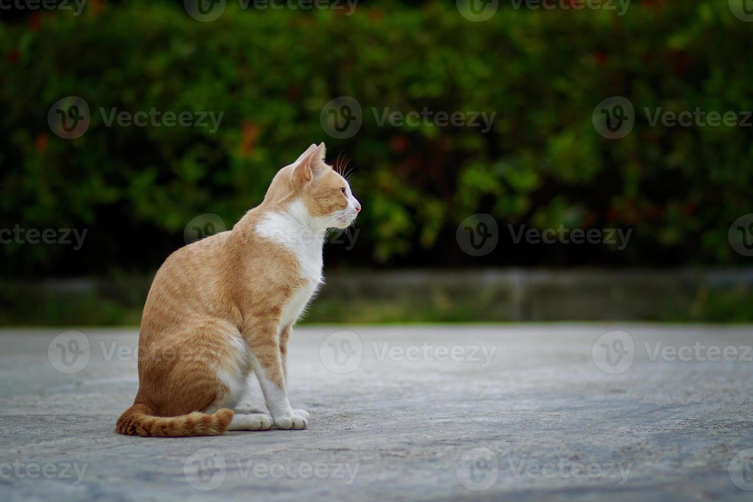 gatto domestico tailandese seduto su un terreno di cemento foto