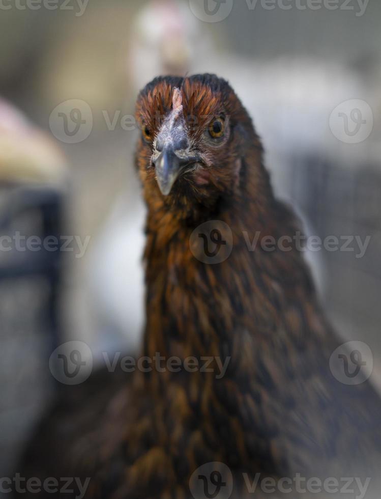 polli da fattoria marrone rossiccio che guardano curiosamente la fotocamera dietro le recinzioni foto