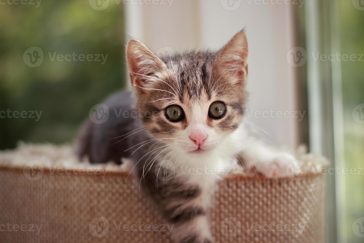 gattino carino e curioso che gioca e si guarda intorno foto