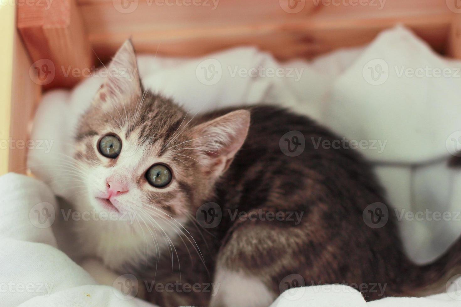 gatto in piedi dentro la scatola che guarda verso l'alto foto