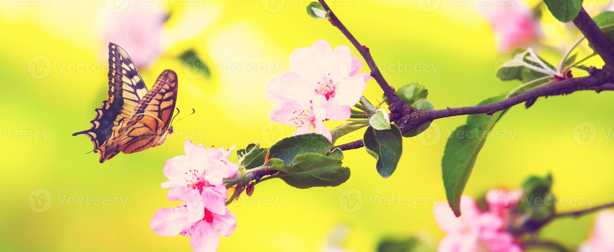 farfalla e una splendida vista sulla natura di alberi in fiore primaverili su sfondo sfocato. foto