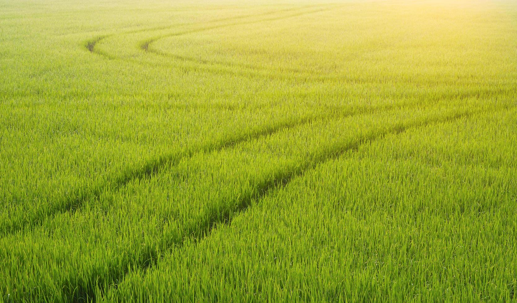 luce solare soffusa mattutina sulla superficie della linea curva del trattore di spruzzatura dopo aver spruzzato fertilizzante in una risaia verde, agricoltura e sfondo naturale foto