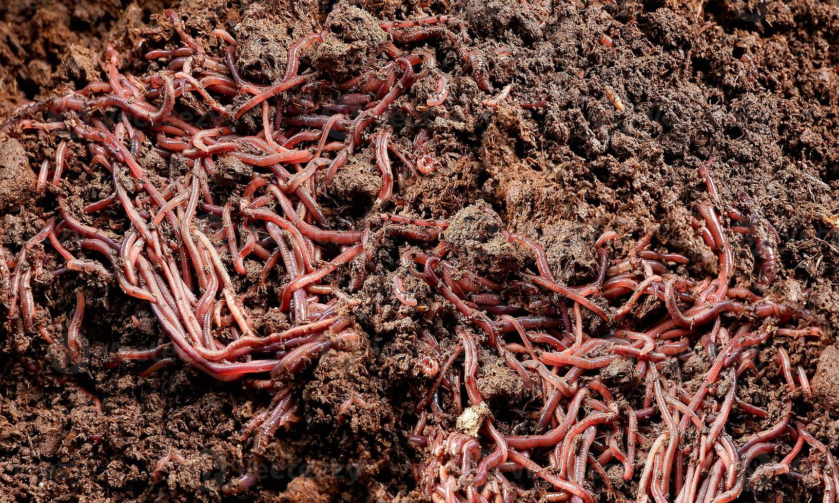 vista ad alto angolo e messa a fuoco selettiva di molti lombrichi con terreno in contenitore di plastica nera per il concetto di fertilizzante organico foto