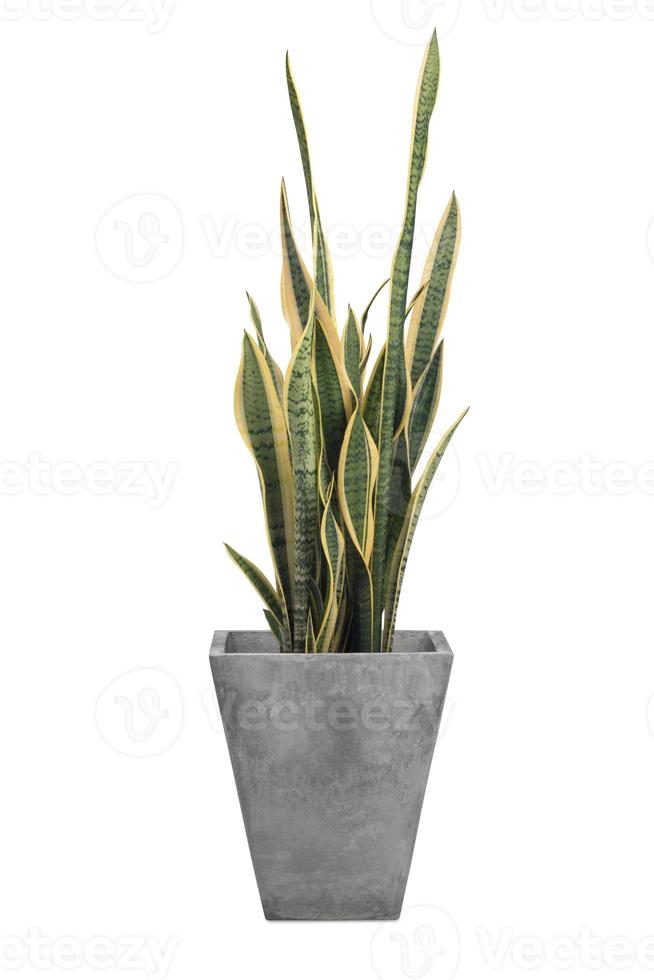 sansevieria trifasciata o pianta serpente in vaso grigio foto