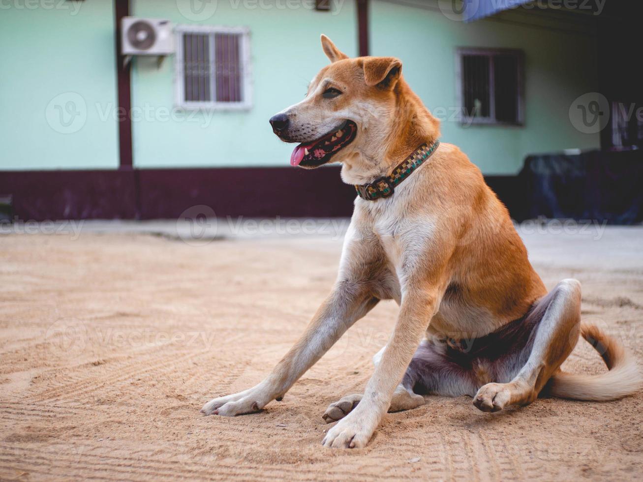 cane marrone a terra foto