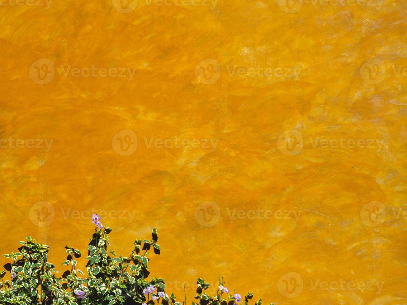 fiore e muro giallo foto