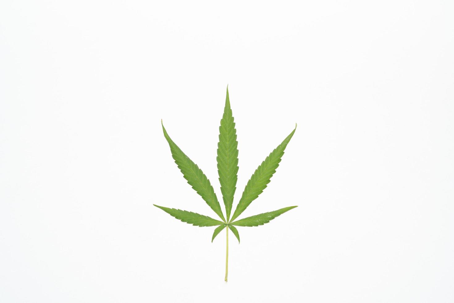 foglia di marijuana su sfondo bianco. messa a fuoco selettiva. cannabis - isolato su sfondo bianco. coltivare marijuana medica foto