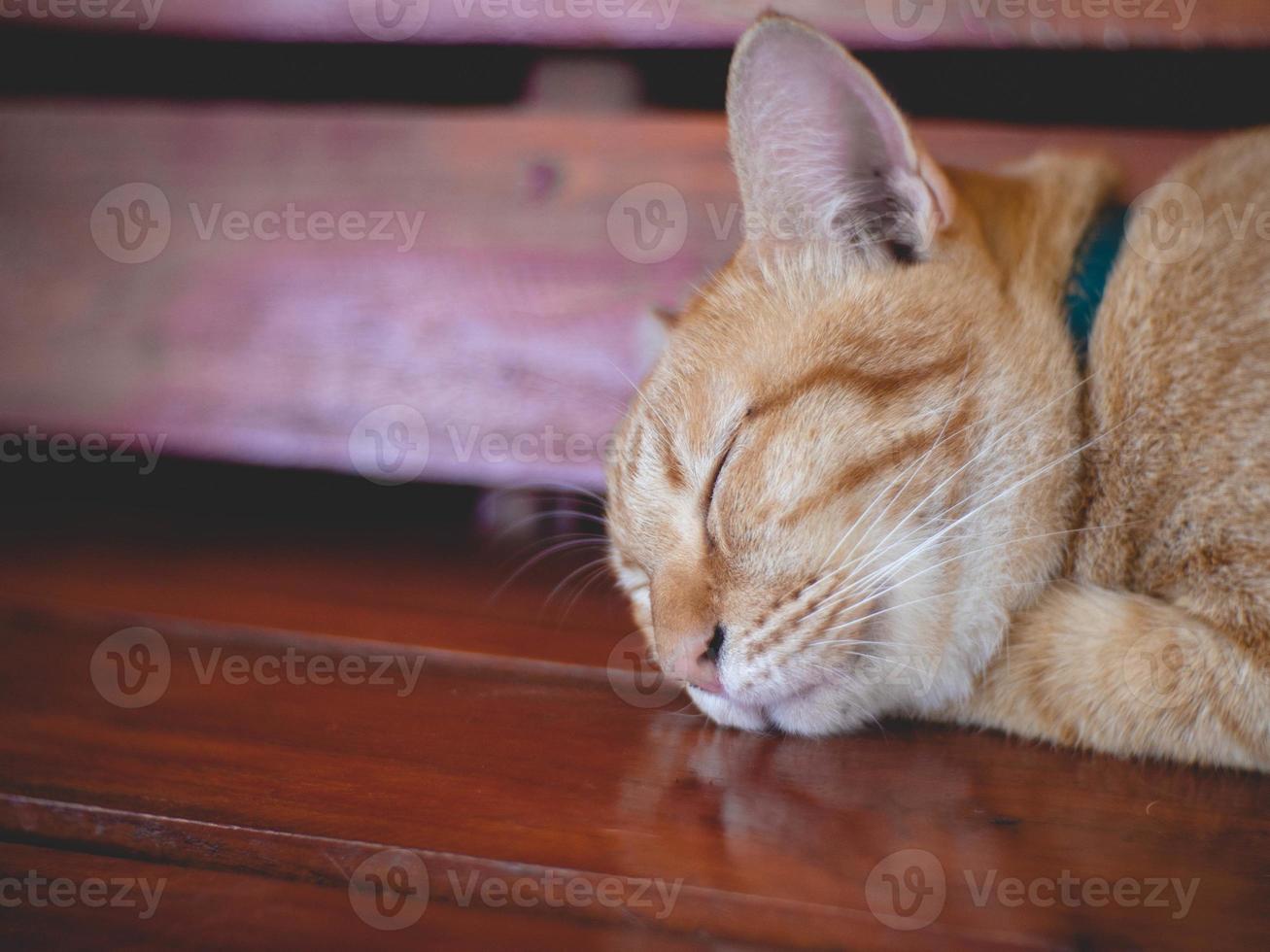 gatto arancione che dorme foto