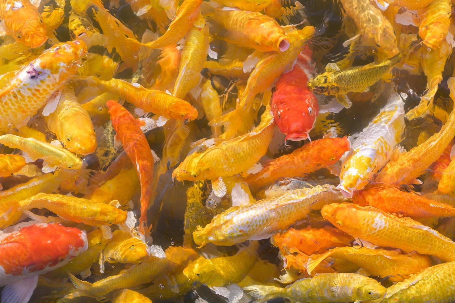 sfondo colorato di pesci koi bellissimo sfondo colorato di pesci koi che nuotano nell'acqua foto