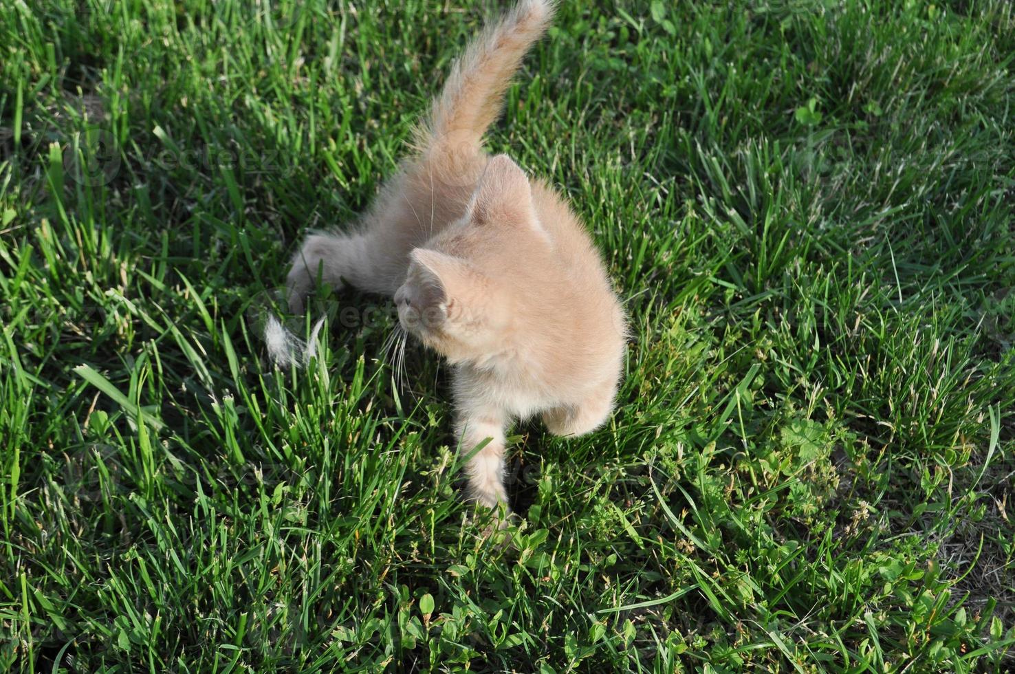 gatto soriano domestico arancione mammifero animale foto