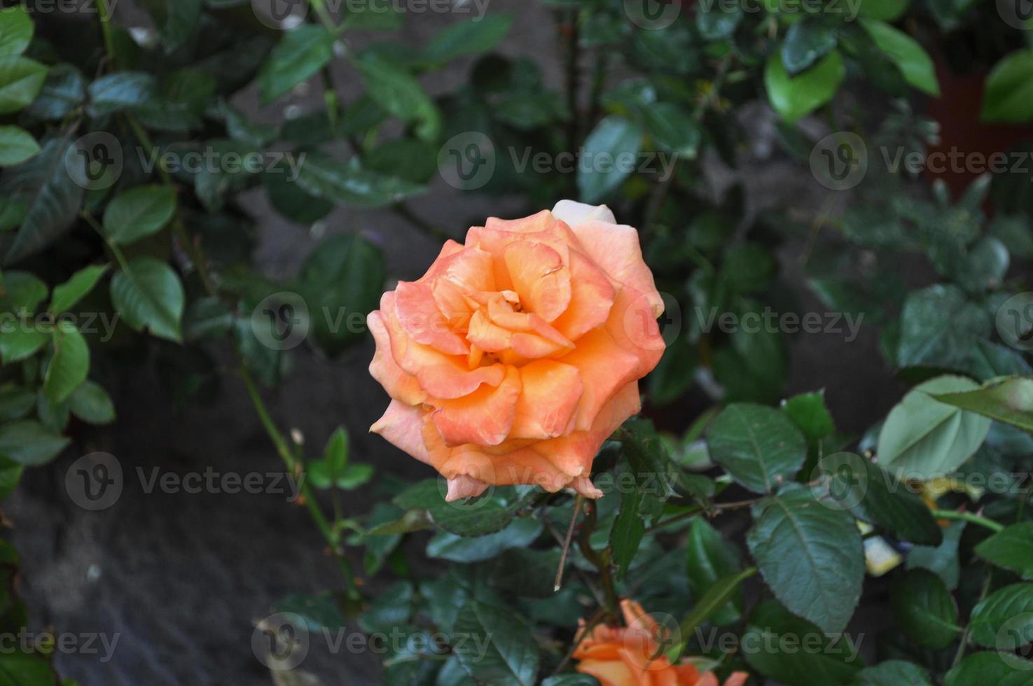 fiore di rosa arancione foto