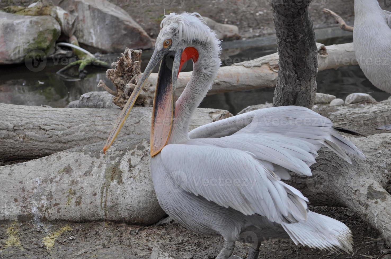 pellicano uccello animale foto