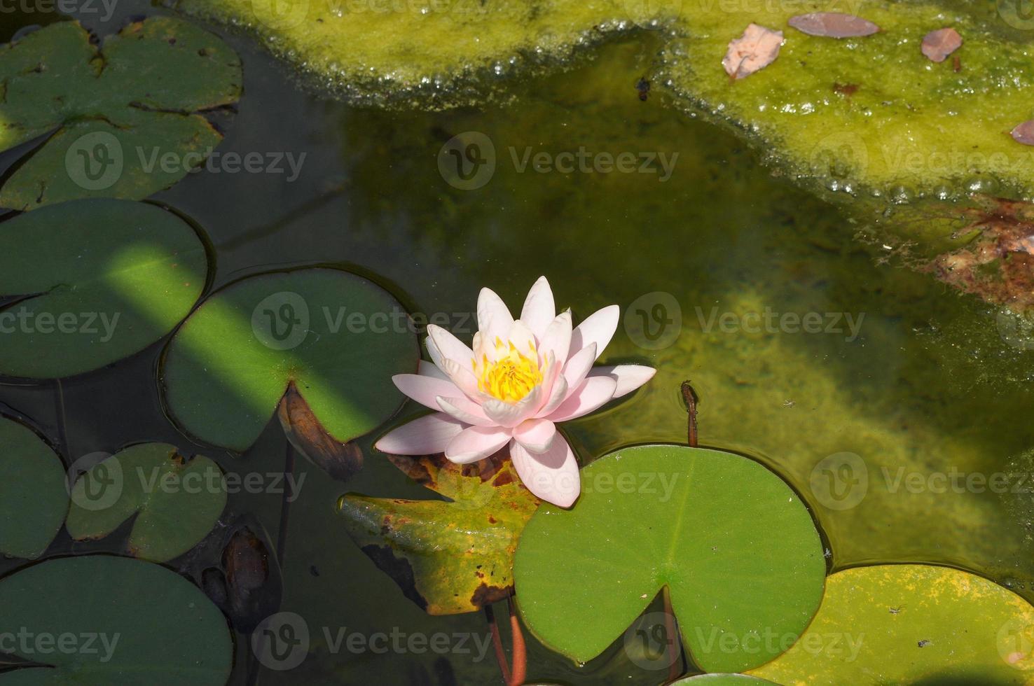 fiore di ninfea rosa foto