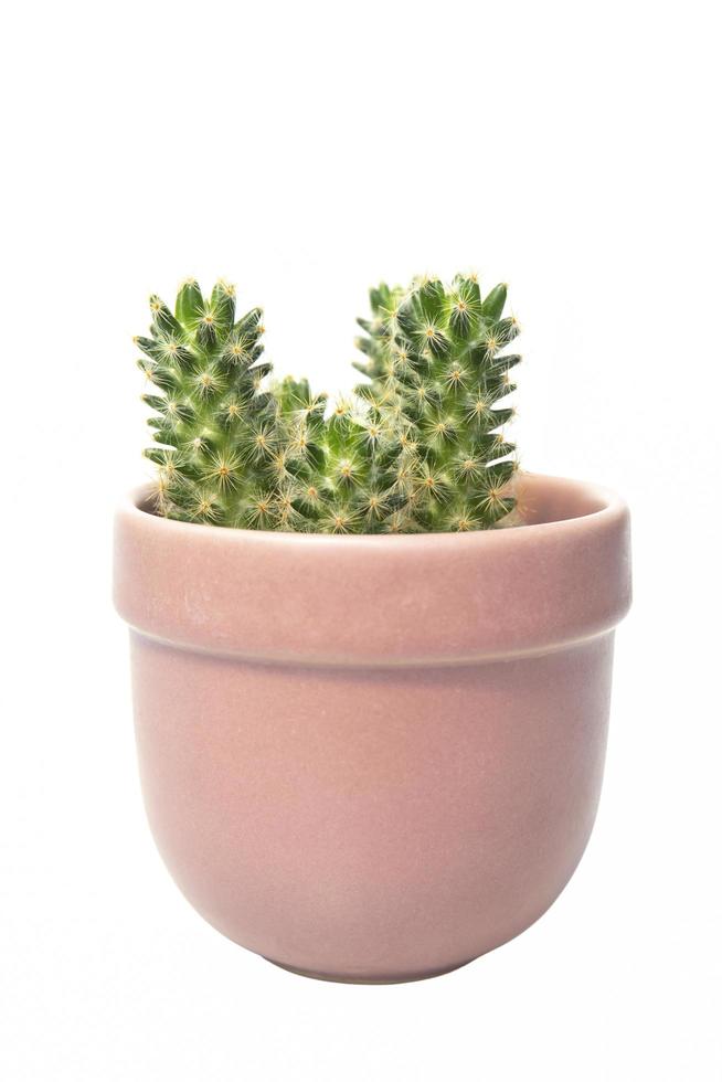 cactus isolato su sfondo bianco. foto