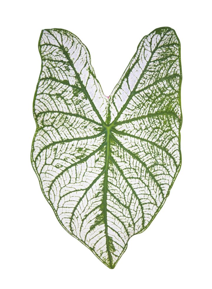 le foglie verdi delle aracee con strisce bianche sono dette caladium bicolor foto