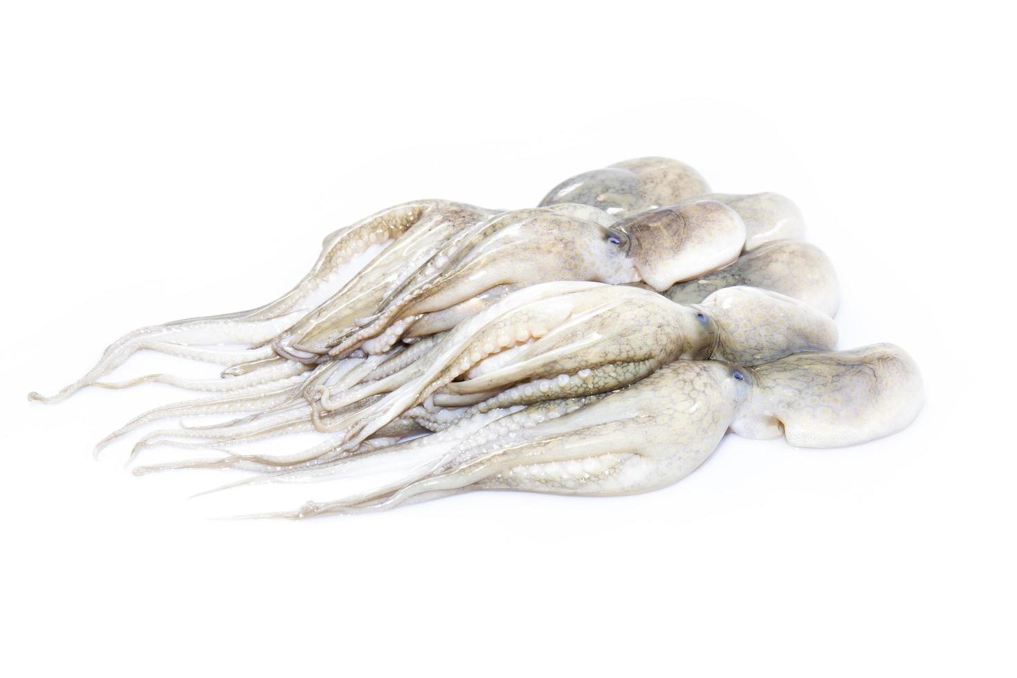 calamari freschi dal mare, isolati su sfondo bianco. foto