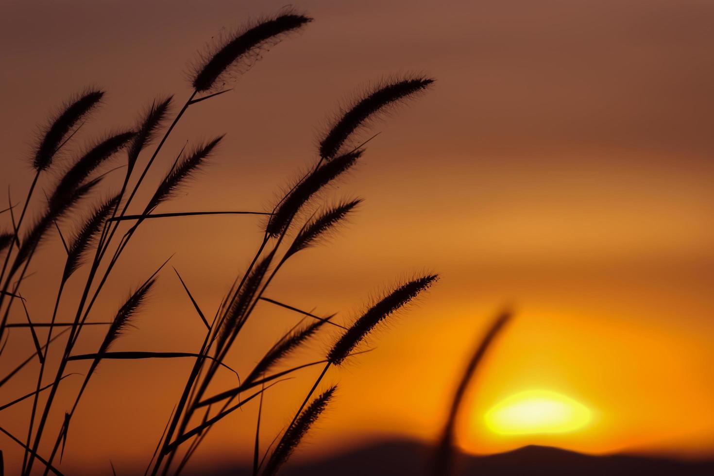 sagoma di fiore d'erba nel tramonto. foto