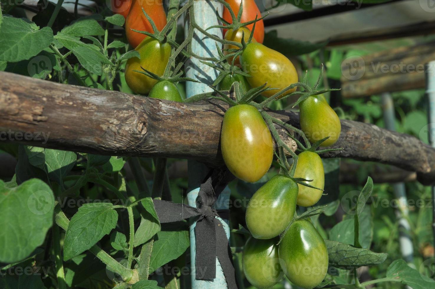 verdure rosse italiane del pomodoro - cibo vegetariano sano foto