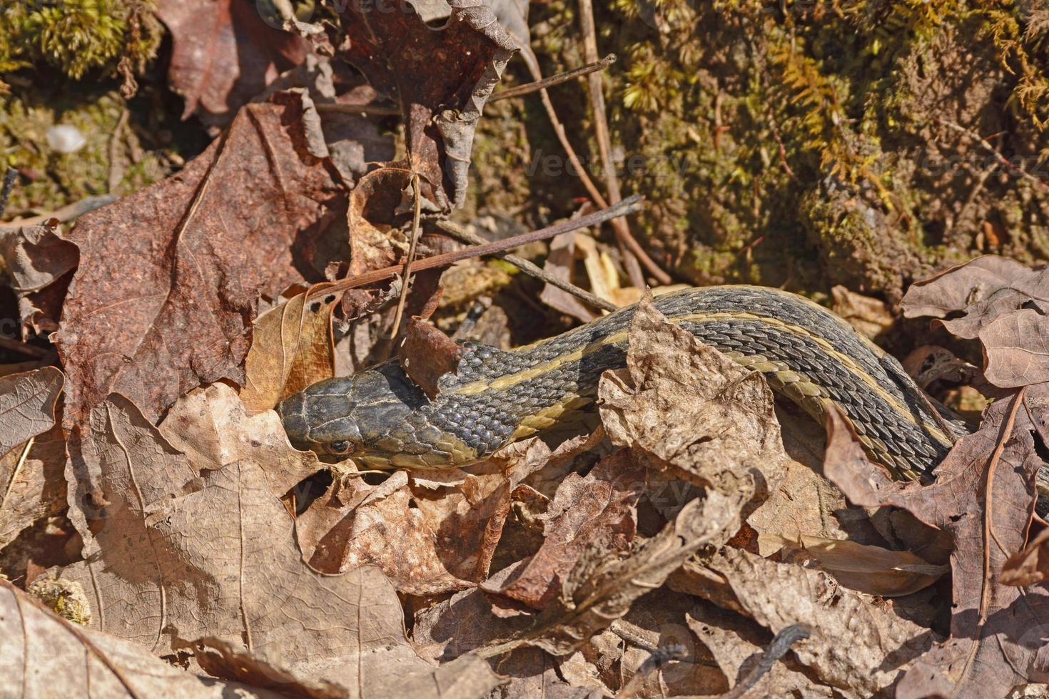 serpente giarrettiera nascosto tra le foglie foto