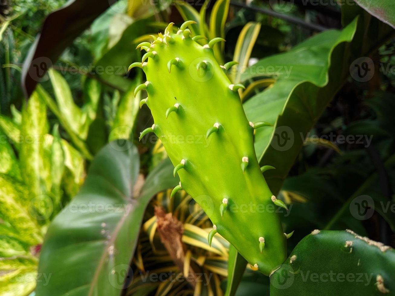 rami di cactus ancora giovani da utilizzare come allegato ad un articolo sulla natura e le piante. foto