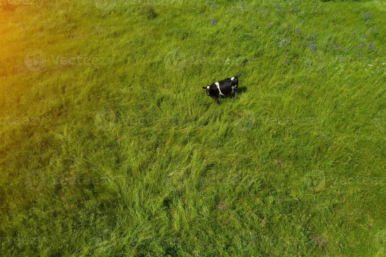 mucca pascola nel prato, vista dall'alto foto