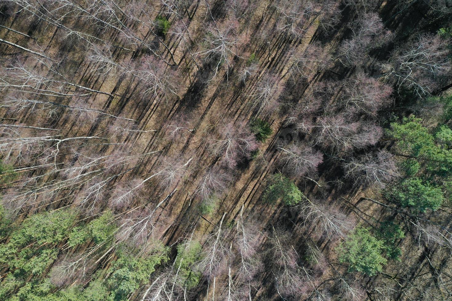 fotografia aerea di vista dall'alto della foresta primaverile da un drone foto