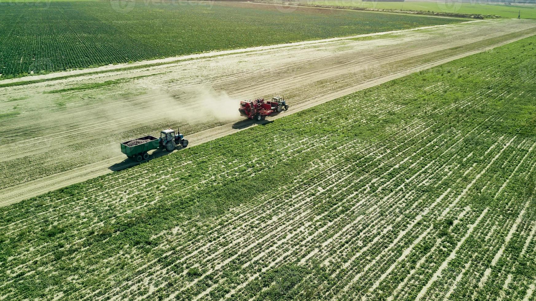 agricoltori che raccolgono barbabietole rosse vista aerea foto