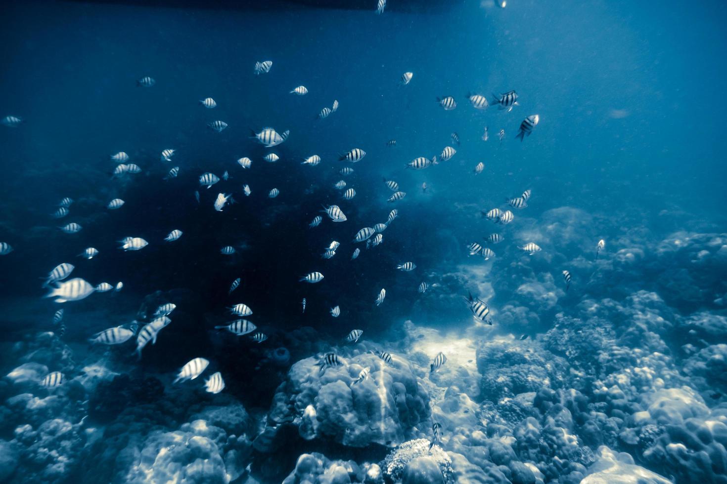 molti piccoli pesci che nuotano sulla barriera corallina foto