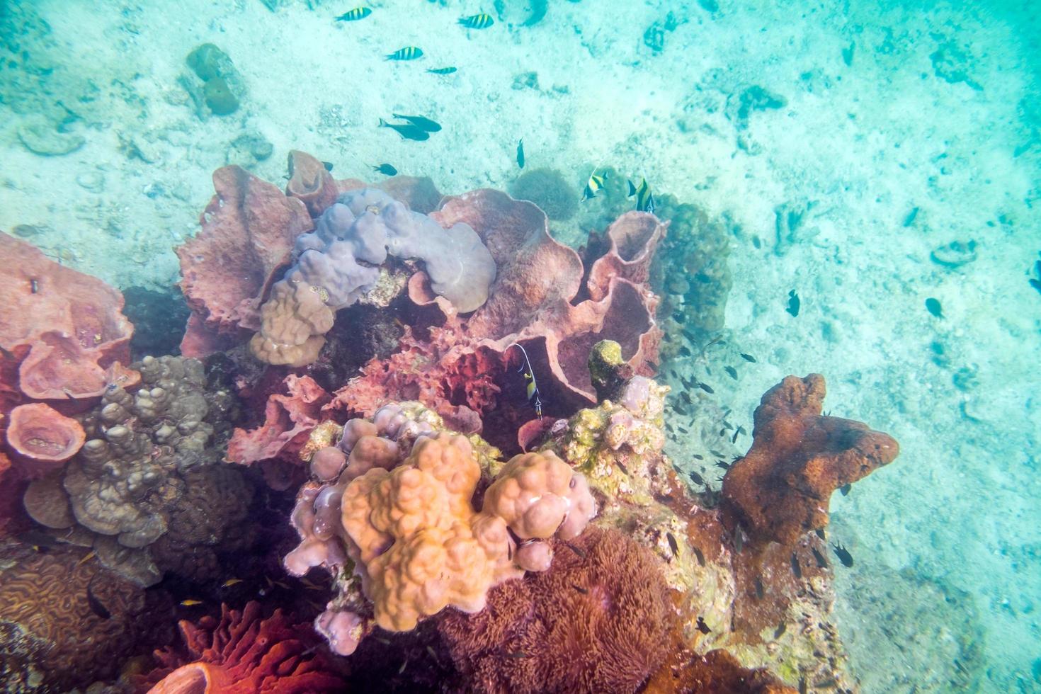 vita subacquea colorata folla di pesci della barriera corallina foto