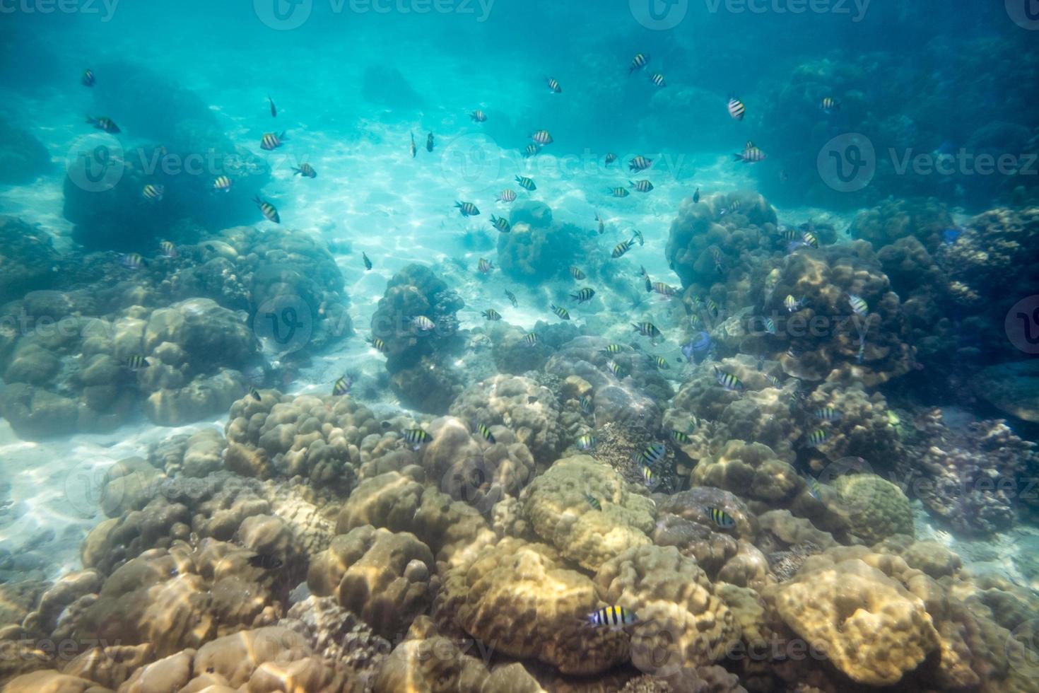 scuola di pesce che nuota sulla barriera corallina nell'oceano foto