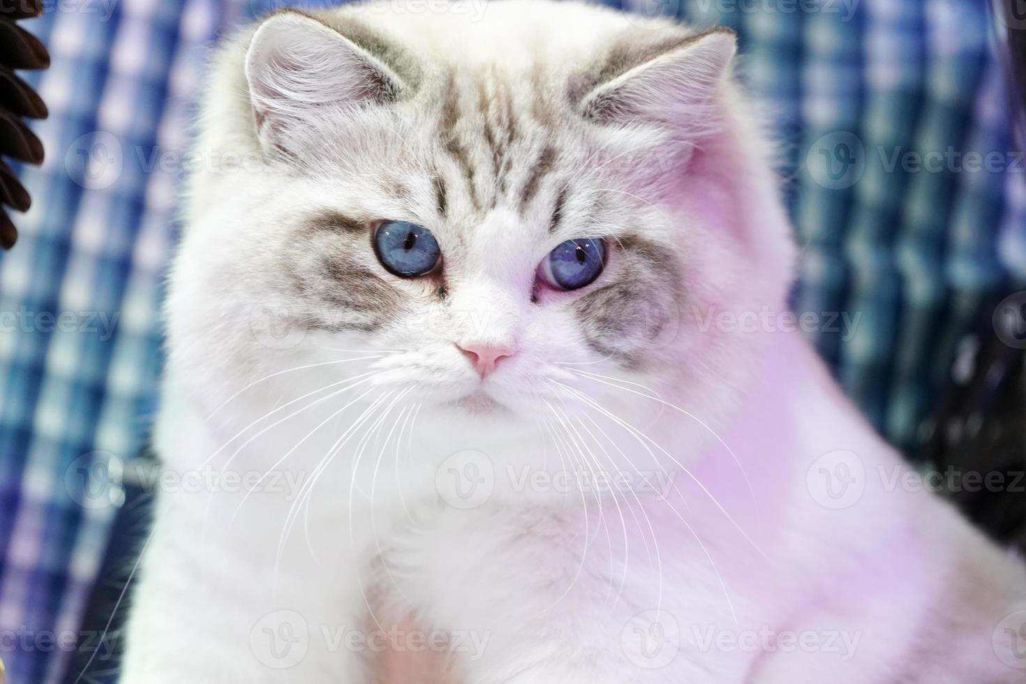 gatto bianco intelligente con motivo a linee di tigre senza la sua faccia e gli occhi azzurri. foto