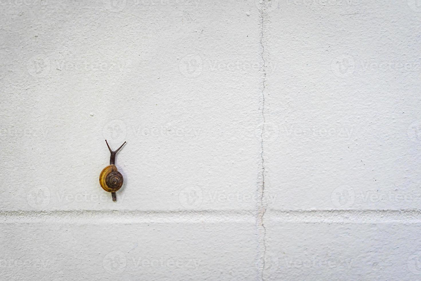 piccola lumaca nera e marrone si arrampica su un muro bianco. foto