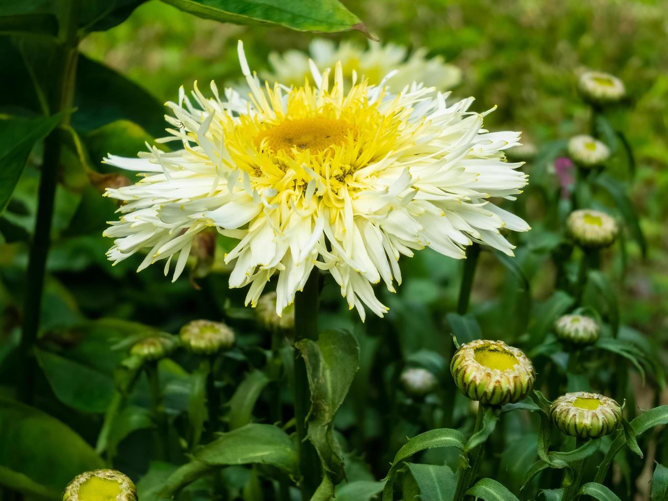 crisantemi gialli che fioriscono in un giardino inglese foto