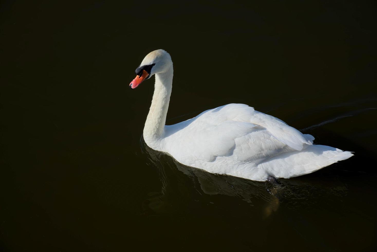 cigno reale su oulton wide foto