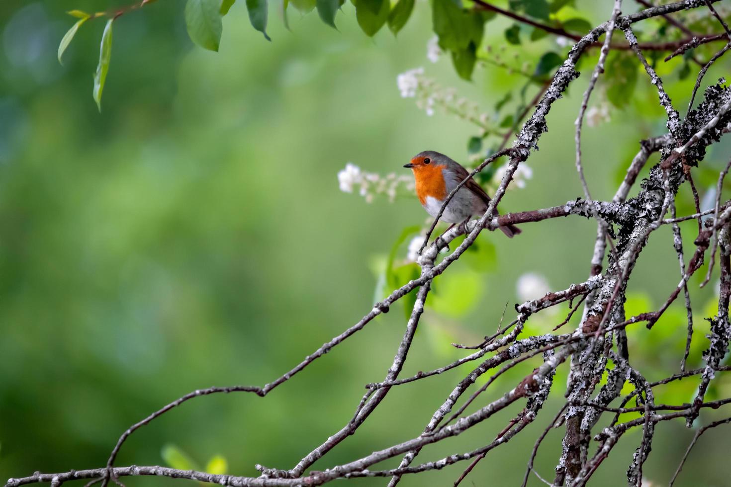 pettirosso appollaiato su un albero foto