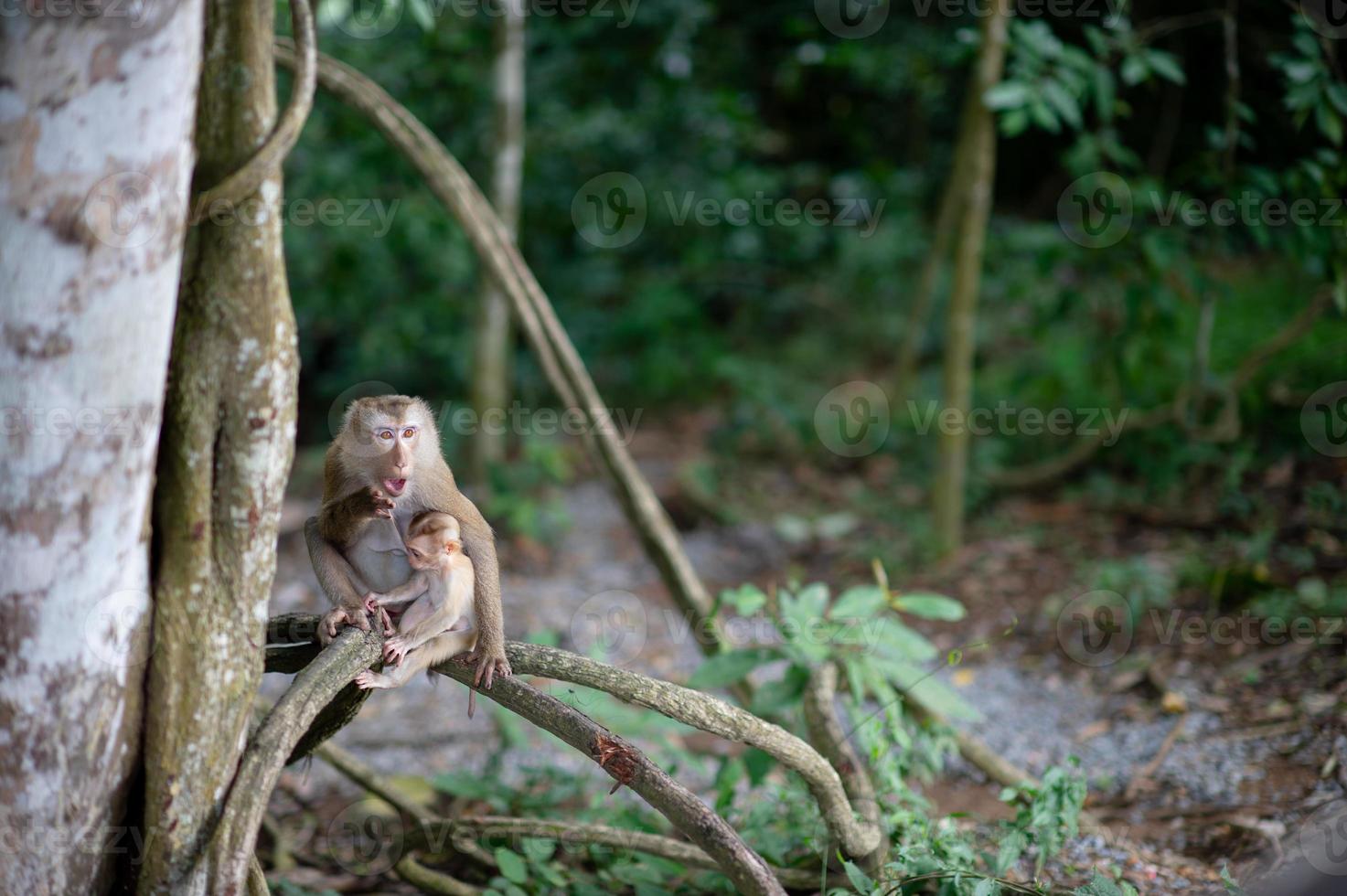 scimmie e scimmie nella foresta fertile foto