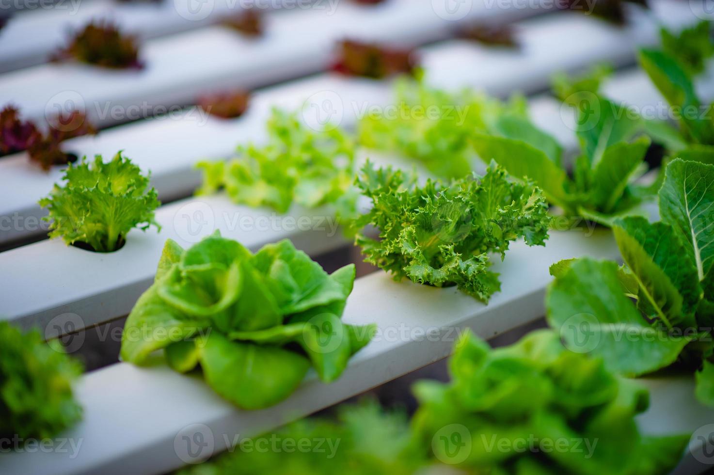 orto biologico di insalata di verdure foto
