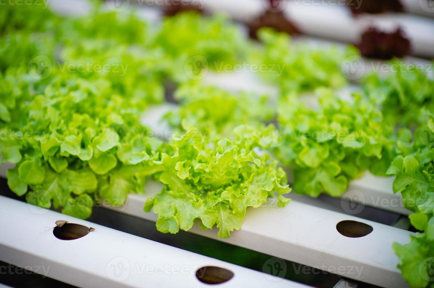 orto biologico di insalata di verdure foto