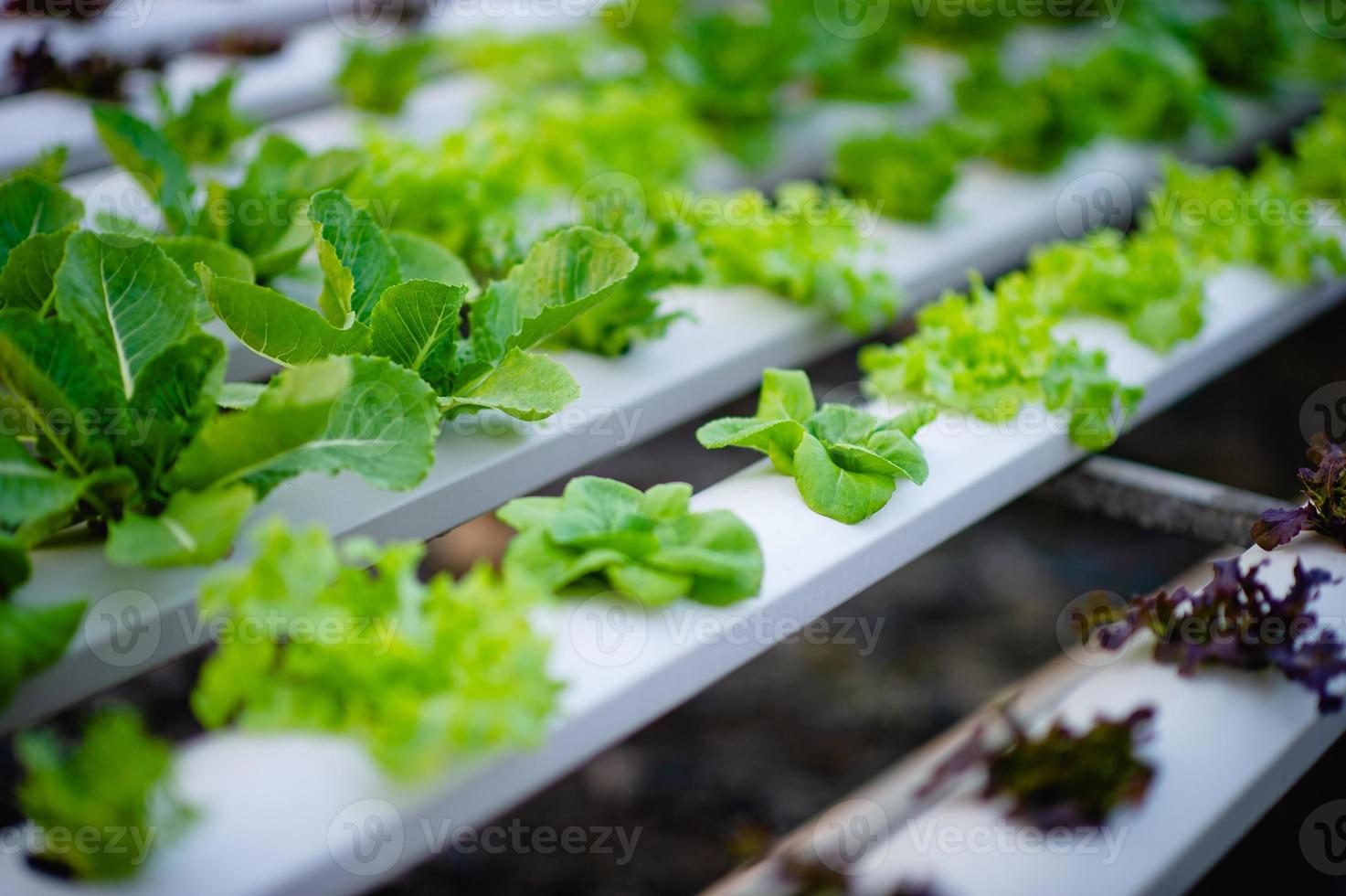 orto biologico di insalata di verdure foto