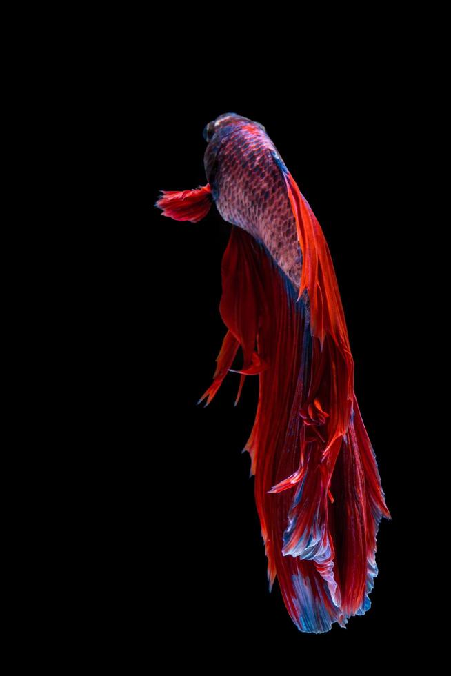 pesce betta rosso e blu, pesce combattente siamese su sfondo nero foto