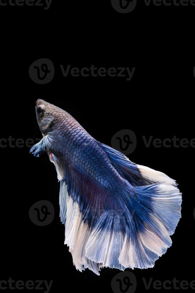 pesce betta blu e bianco, pesce combattente siamese foto