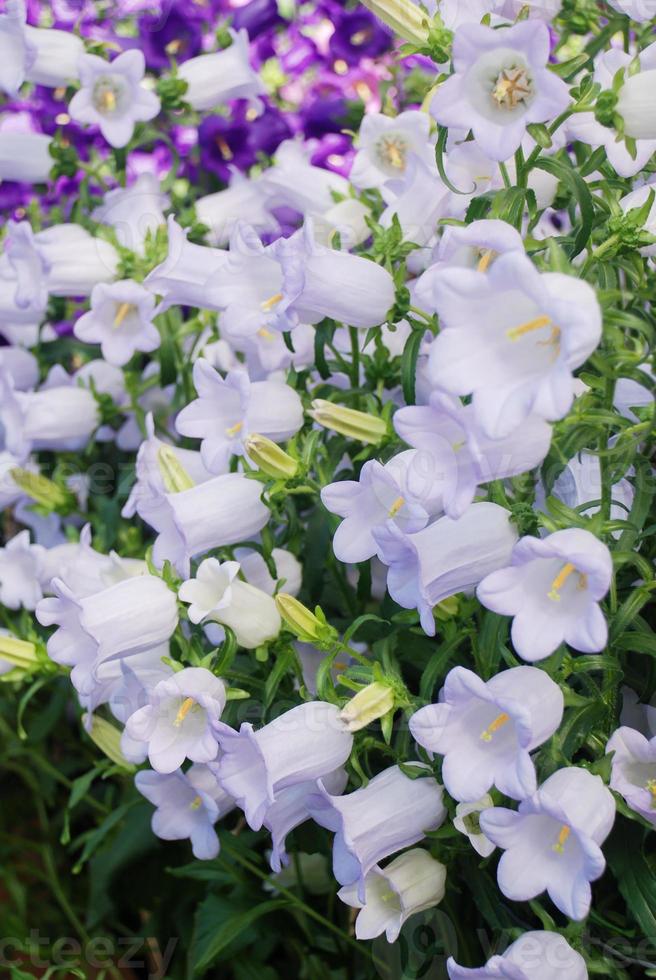 Fiori di campanula