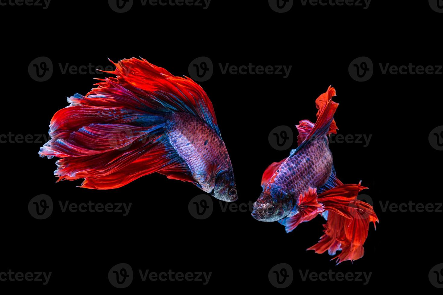 pesce betta rosso e blu, pesce combattente siamese su sfondo nero foto