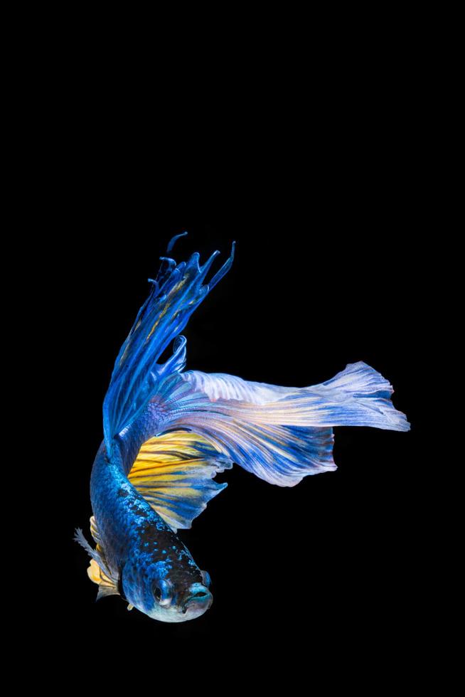 pesce betta blu e giallo, pesce combattente siamese su sfondo nero foto