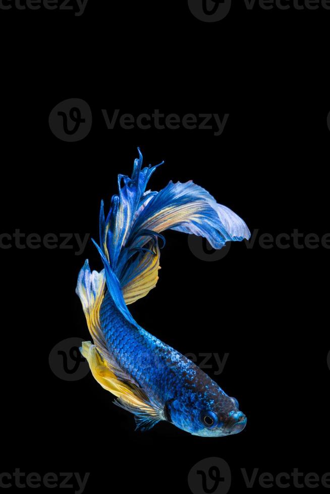 pesce betta blu e giallo, pesce combattente siamese su sfondo nero foto