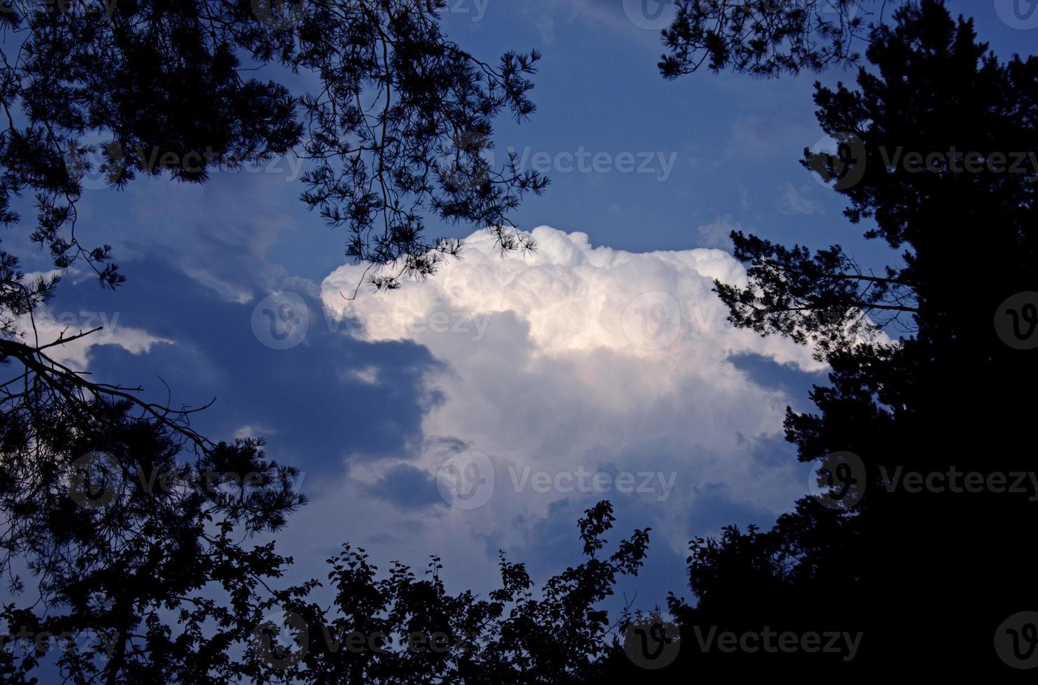 vista di nuvole sul cielo blu incorniciato da rami di albero foto