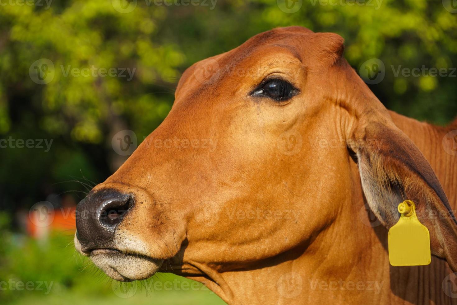 bella immagine di mucca nel parco verde foto