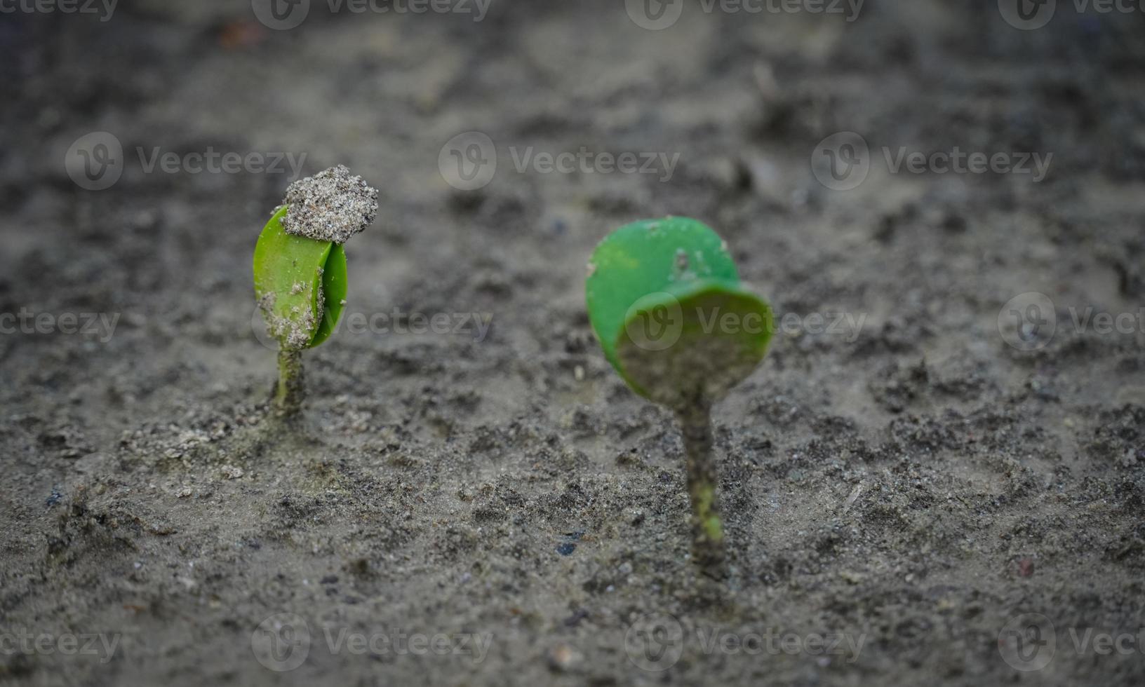 una pianta in terra mentre pianta del bambino foto