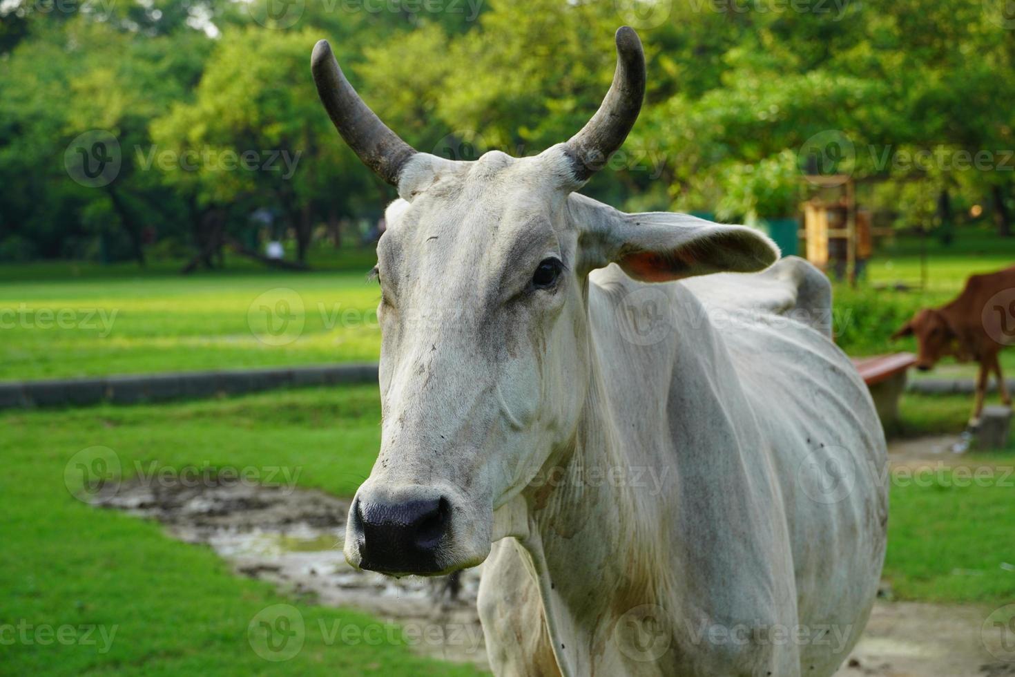 immagine della mucca indiana che ha fame foto